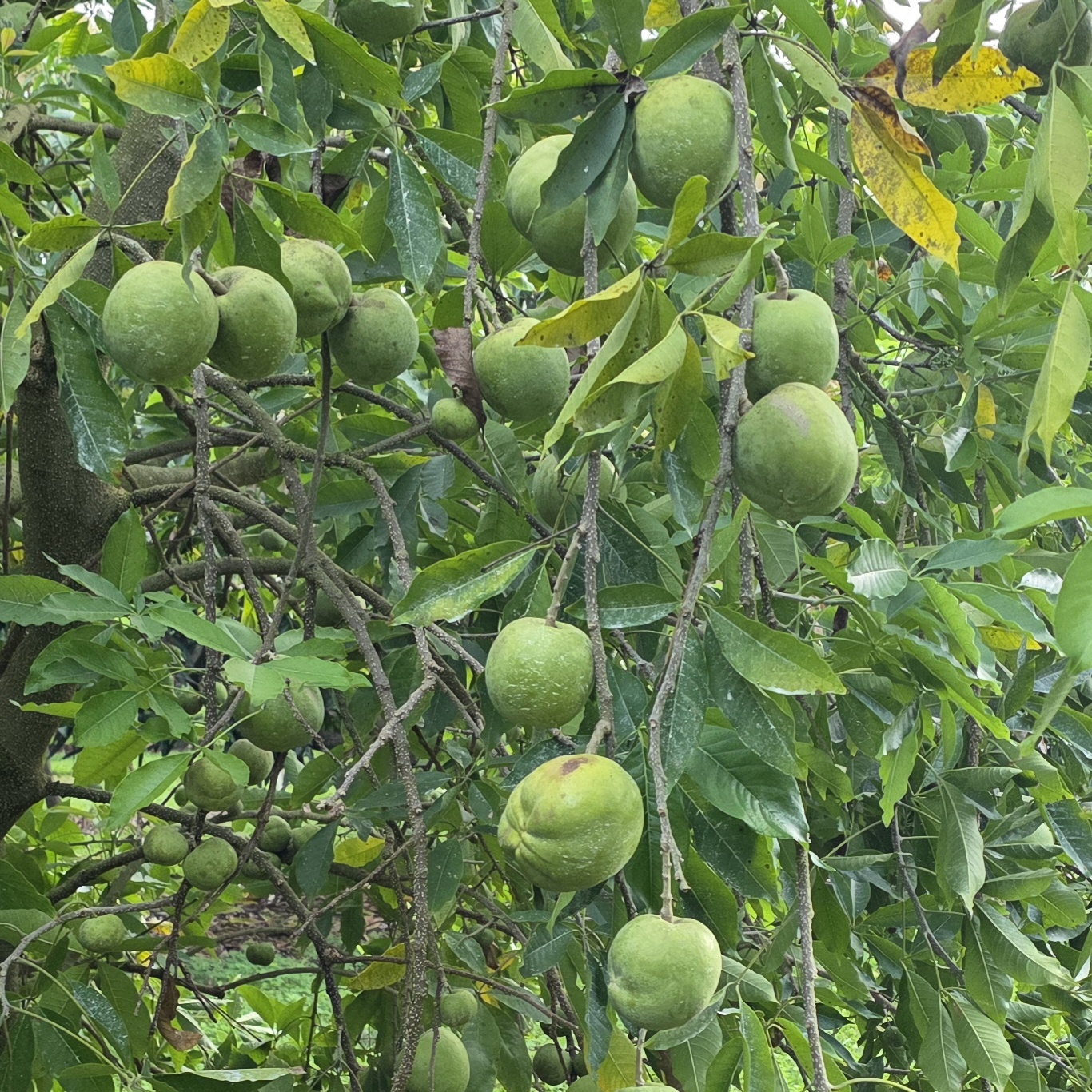 White sapote, unkonwn variety